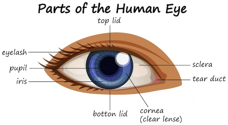 Vector gratuito diagrama que muestra partes del ojo humano