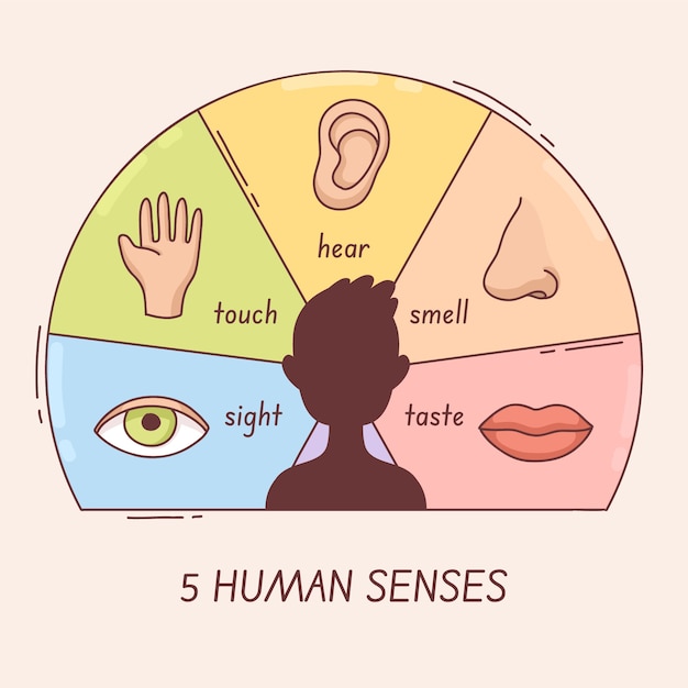 Vector gratuito diseño infográfico de los 5 sentidos.