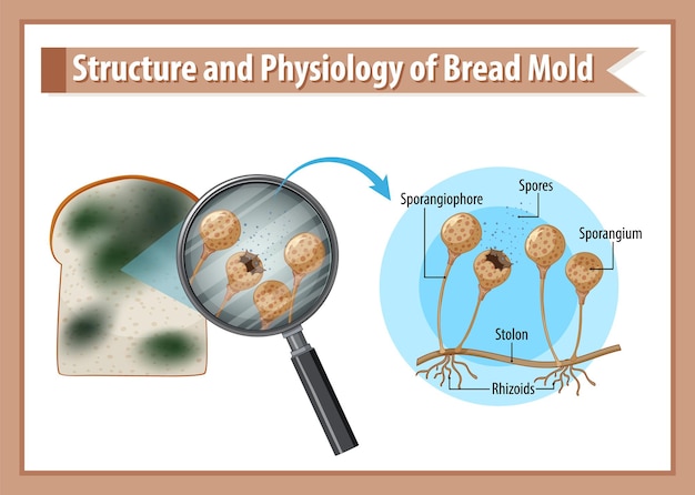 Vector gratuito estructura y fisiología del moho del pan.