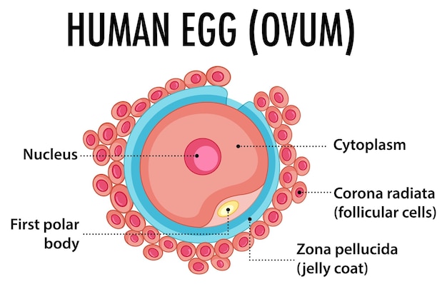 Vector gratuito estructura del óvulo humano