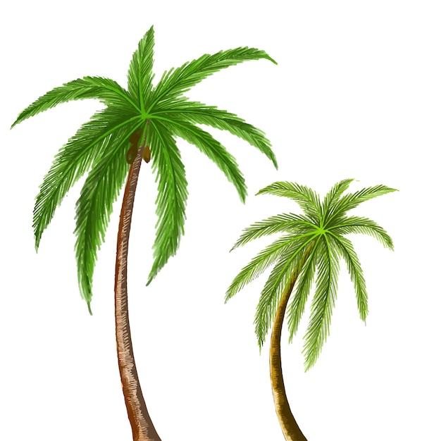 Vector gratuito hermoso diseño de hoja de árbol de coco verde