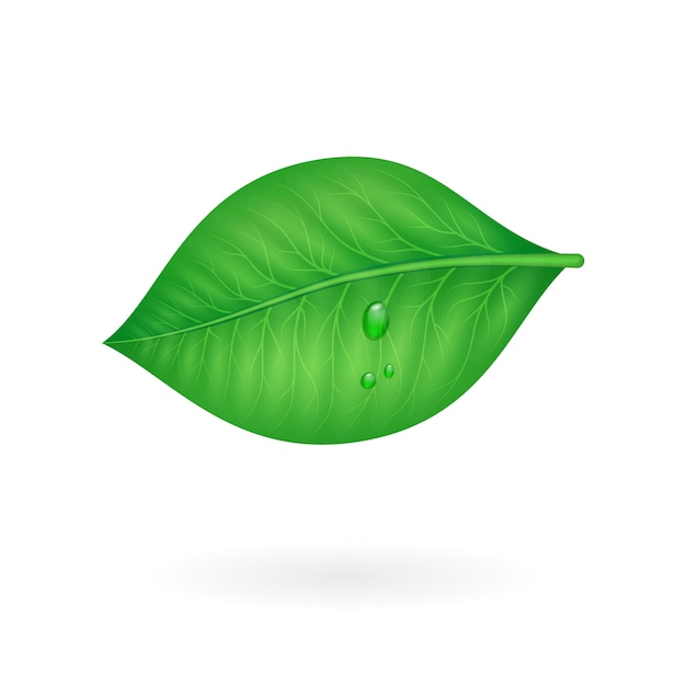 Vector gratuito hojas verdes