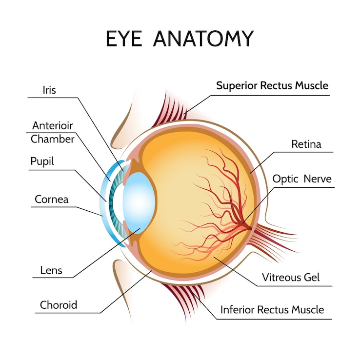 Vector gratuito ilustración de anatomía del ojo