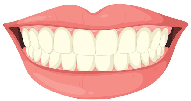 Vector gratuito ilustración del vector de la sonrisa saludable