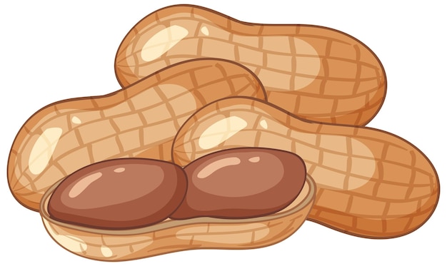 Vector gratuito ilustración vectorial de cacahuetes con cáscara y abiertos.