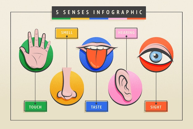 Vector gratuito infografía de los 5 sentidos dibujada a mano