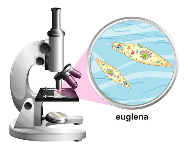 Vector gratuito microscopio con estructura de anatomía de euglena en blanco