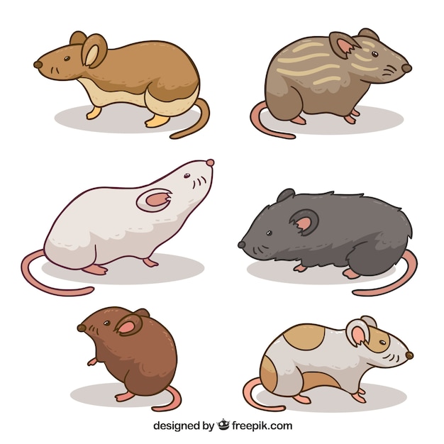 Vector gratuito pack de diferentes ratones domésticos