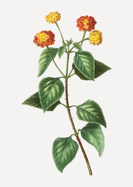 Miễn phí Vector cây tickberry