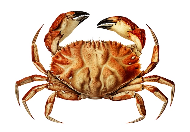 Miễn phí Vector cua dungeness