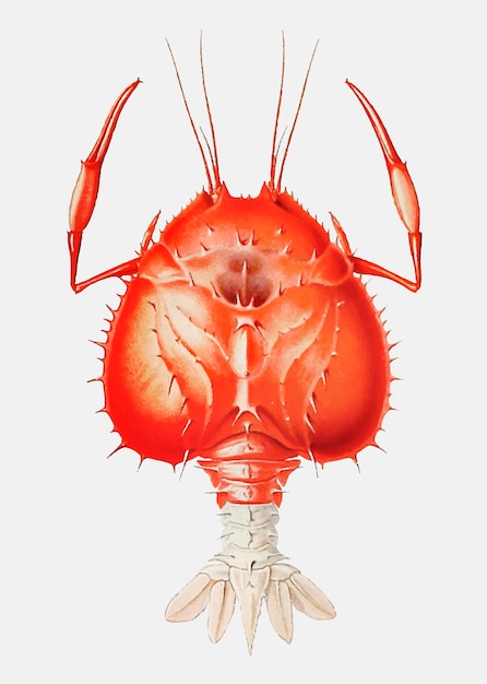 Miễn phí Vector eryoneicus richardi