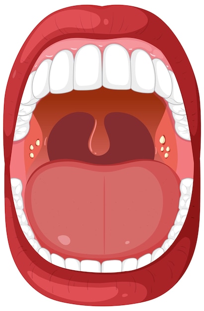 Miễn phí Vector minh họa giải phẫu miệng mở