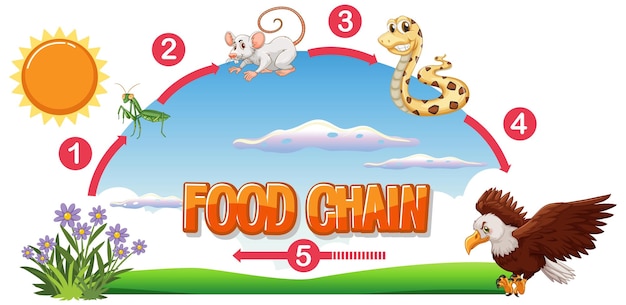 Miễn phí Vector sơ đồ chuỗi thức ăn minh họa