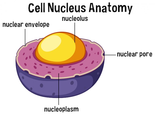 Vector anatomía del núcleo de células animales
