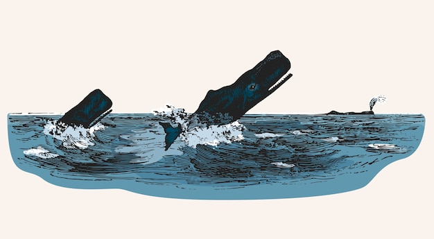 Vector cachalote mientras ataca el barco de pesca