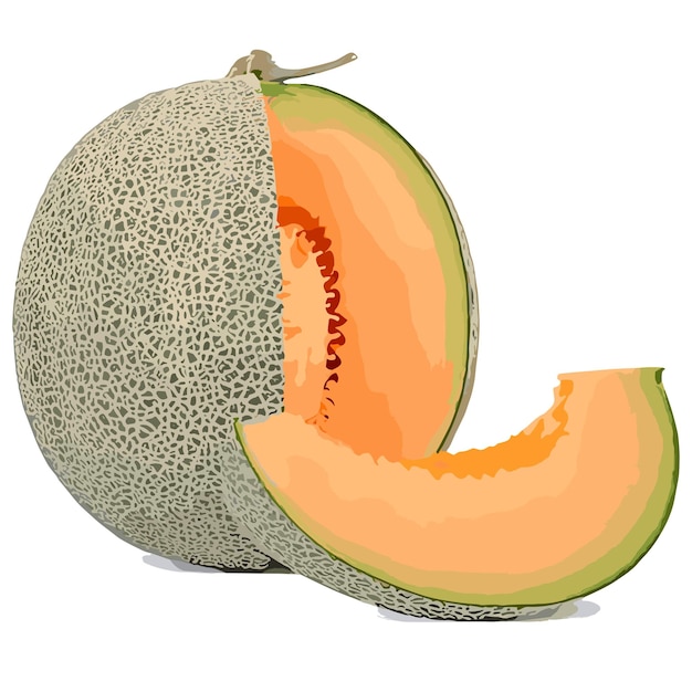 Vector clip art vector melón