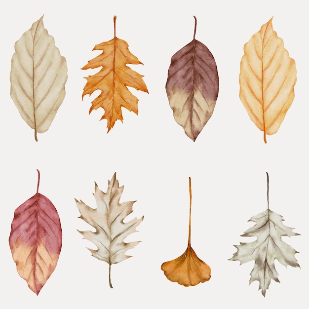 Vector colección de acuarela de hojas de otoño