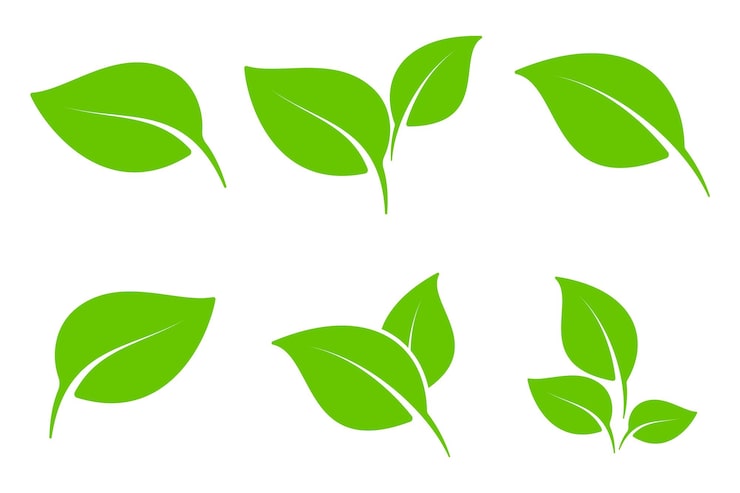 Vector colección de elementos de hoja verde para el diseño de etiquetas ecológicas y biológicas naturales