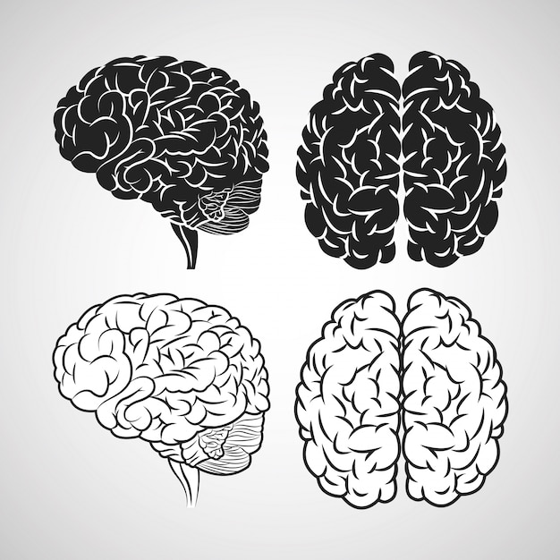 Vector el concepto de cerebro