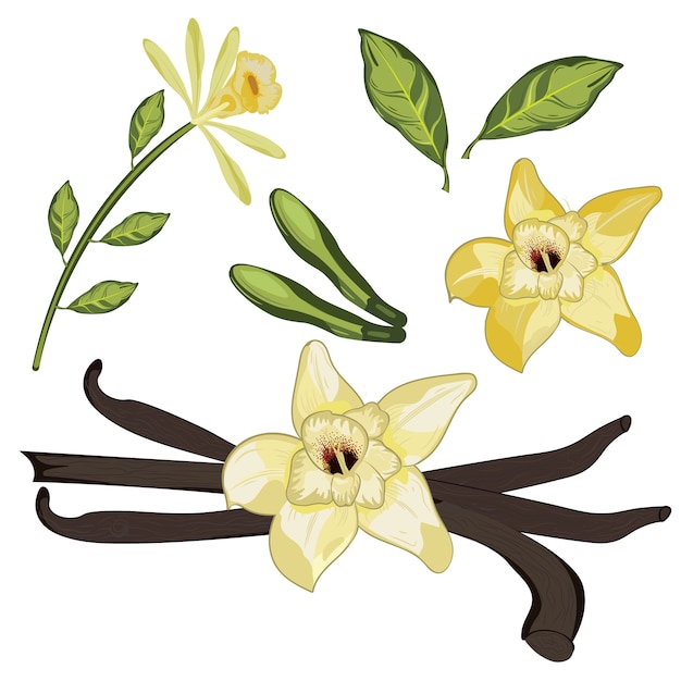 Vector flor de vainilla con hojas