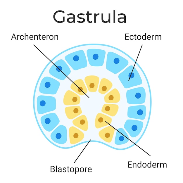 Vector gástrula_01