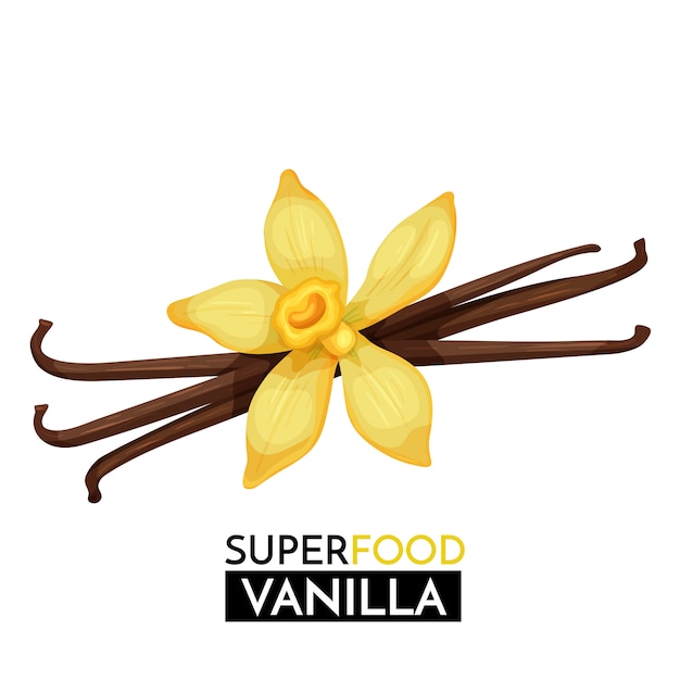 Vector icono de vainilla