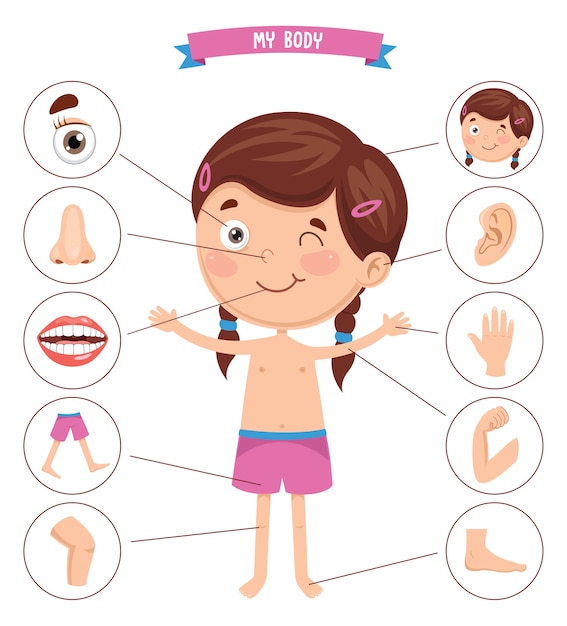 Vector ilustración vectorial de cuerpo humano