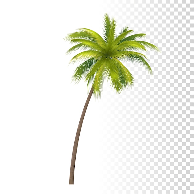 Vector palma de coco verde