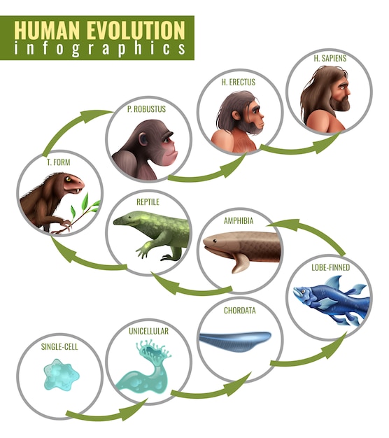 Vector Gratis infografis evolusi manusia