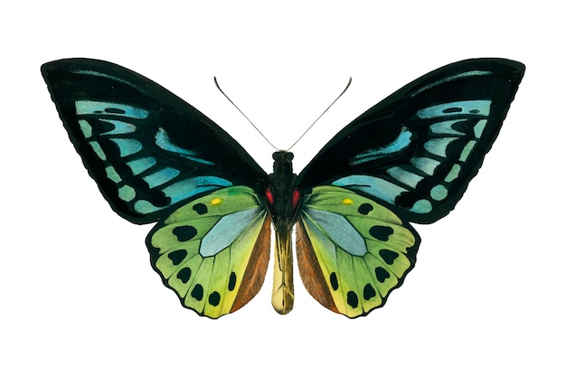 Kostenlose Vektor schmetterling