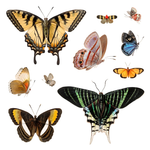 Kostenlose Vektor schmetterling
