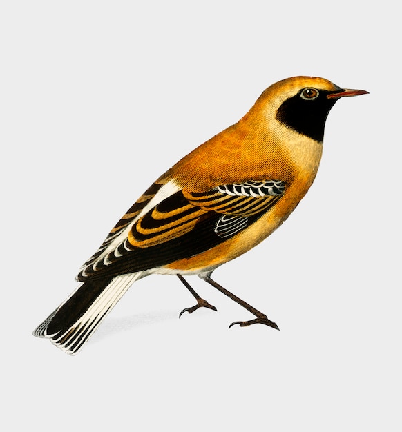 Kostenlose Vektor vogel