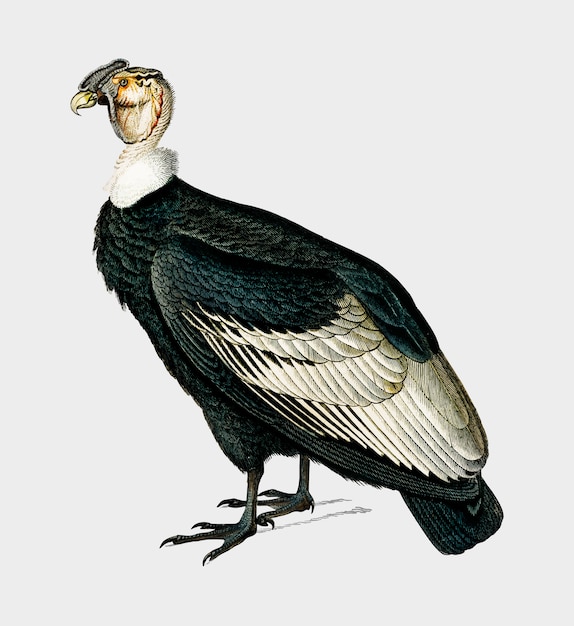 Kostenlose Vektor vogel