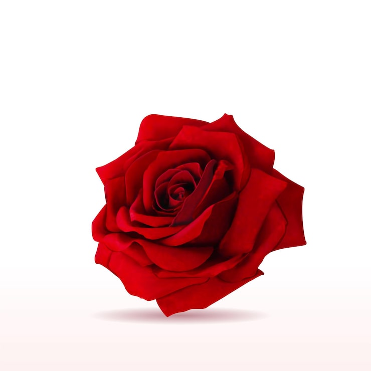 Vektor isolierte romantische rose