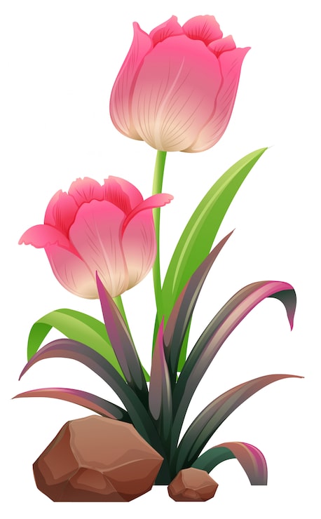 Vektor rosa tulpen