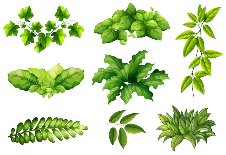 Vetor grátis conjunto de plantas da natureza