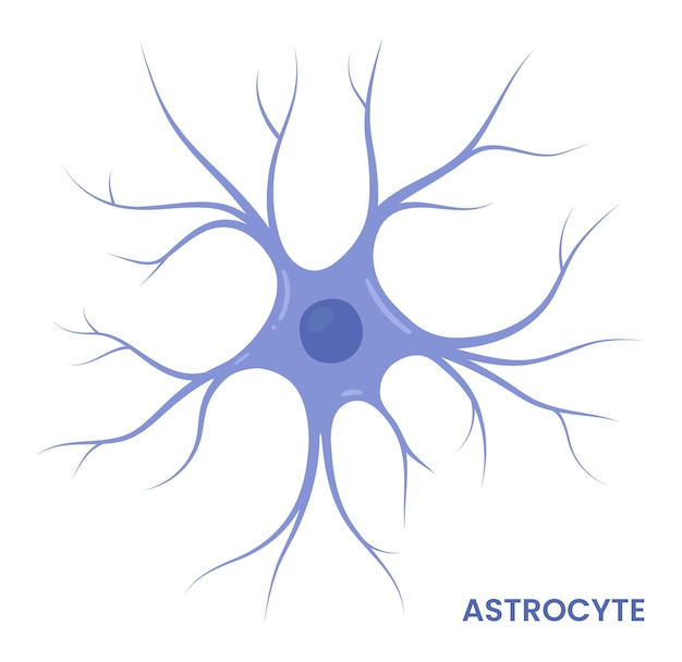 Vettore astrocyte_4