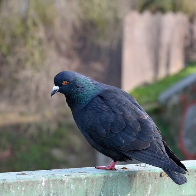 Gratis Foto "duif op leuning"