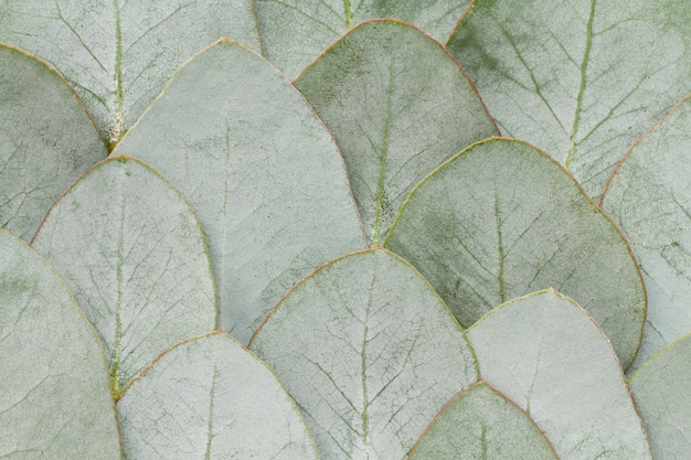 Gratis Foto elegante eucalyptus achtergrond