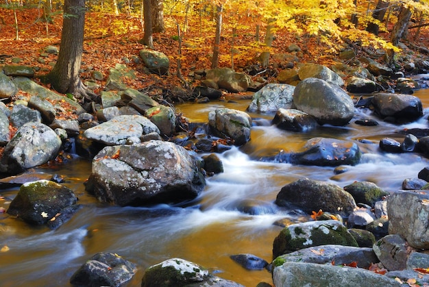 Gratis Foto kreekbossen in de herfst