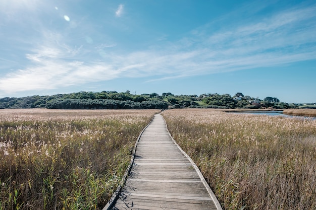 Gratis Foto loopbrug in het veld