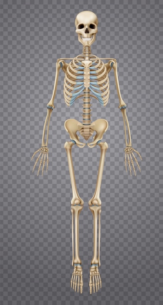 Gratis Vector realistisch menselijk skelet