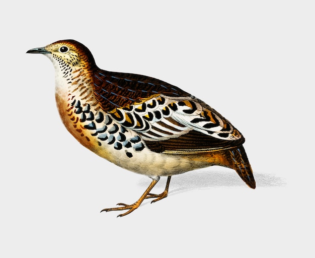Gratis Vector vogel